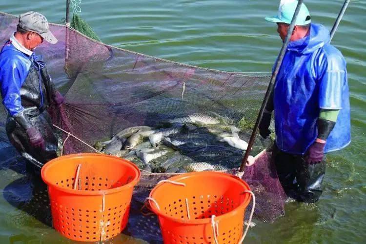 近期草魚苗指環(huán)蟲病害多發(fā)，建議先凈水后殺蟲消毒
